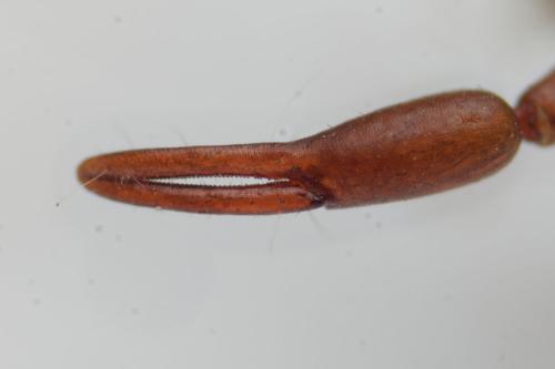 Chelifer cancroides